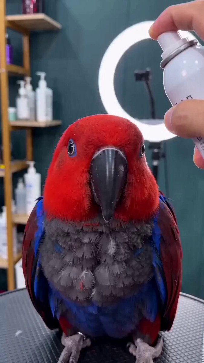 Parrot Haircut Close-up, Scene 1