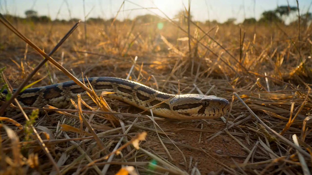 Ultra-Realistic Snake Hunting Mouse Documentary
