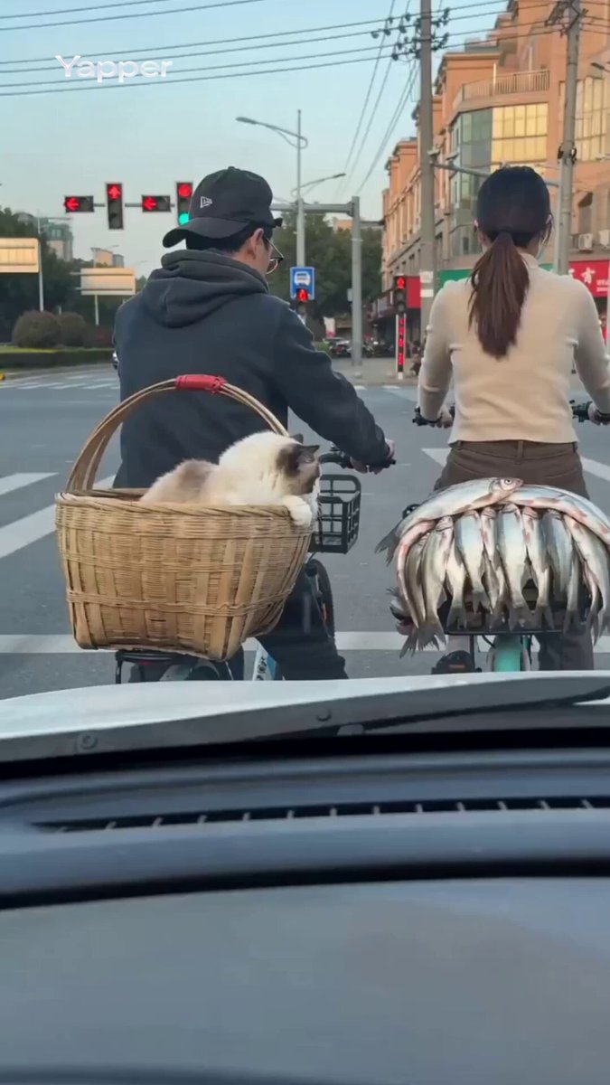Ragdoll Cat Tries to Steal Fish at Red Light