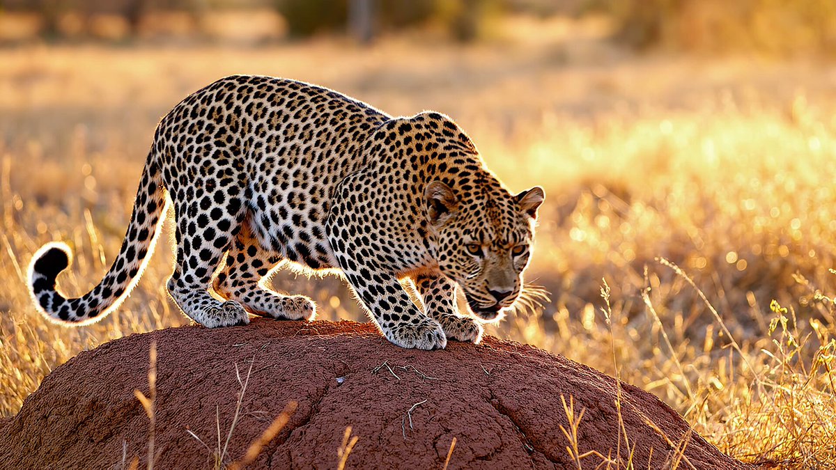 Leopard Crouching on Termite Mound at Dawn