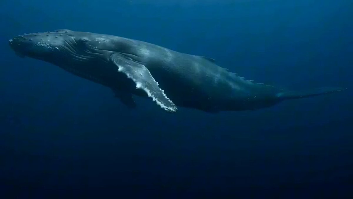 Deep Ocean Trench with Peaceful Giant